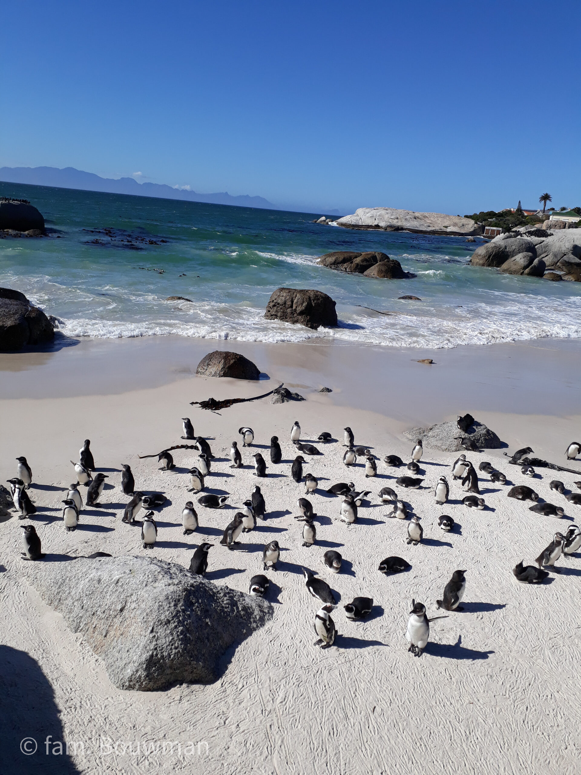 Pinguins Bolders Beach