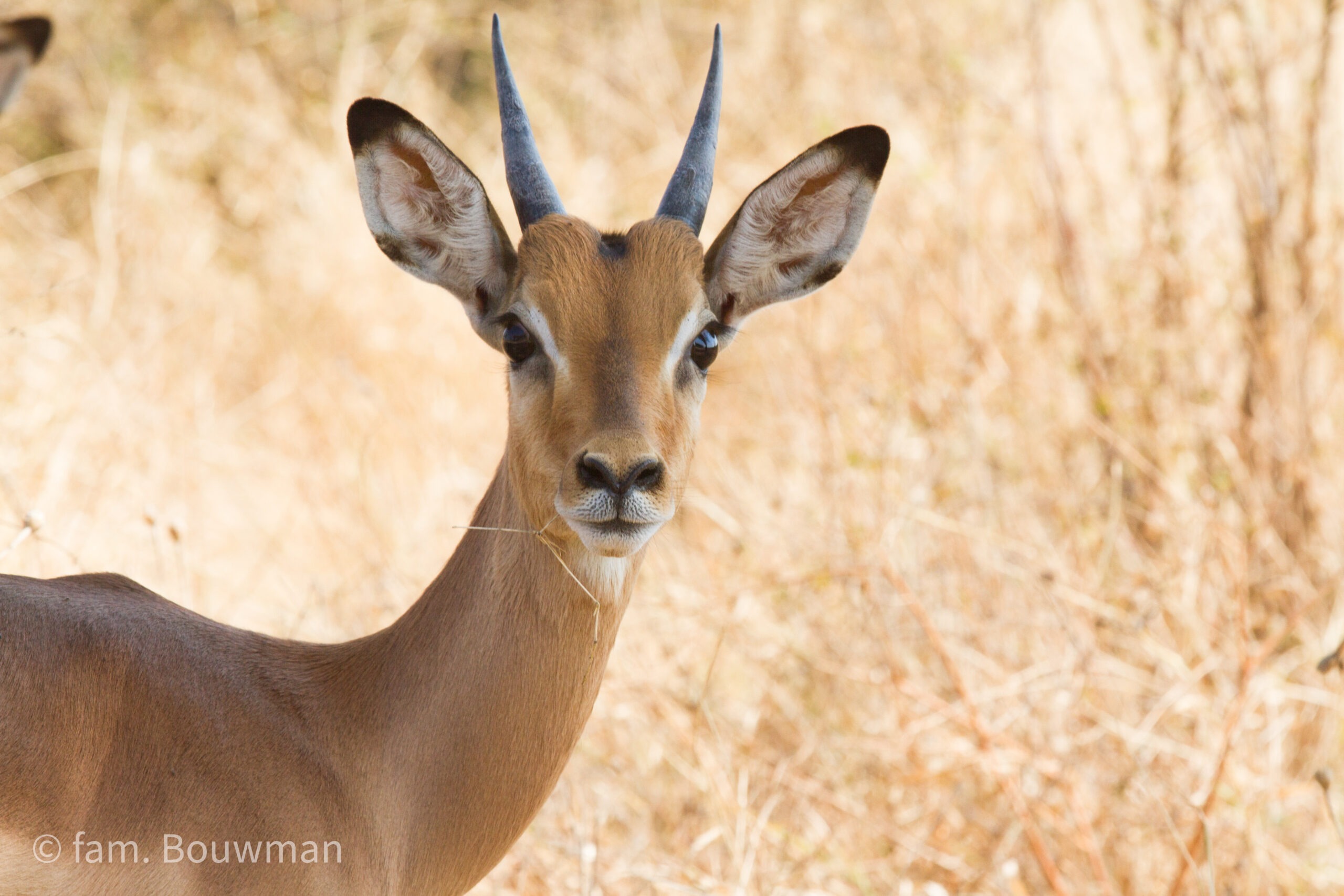 springbok in Kruger