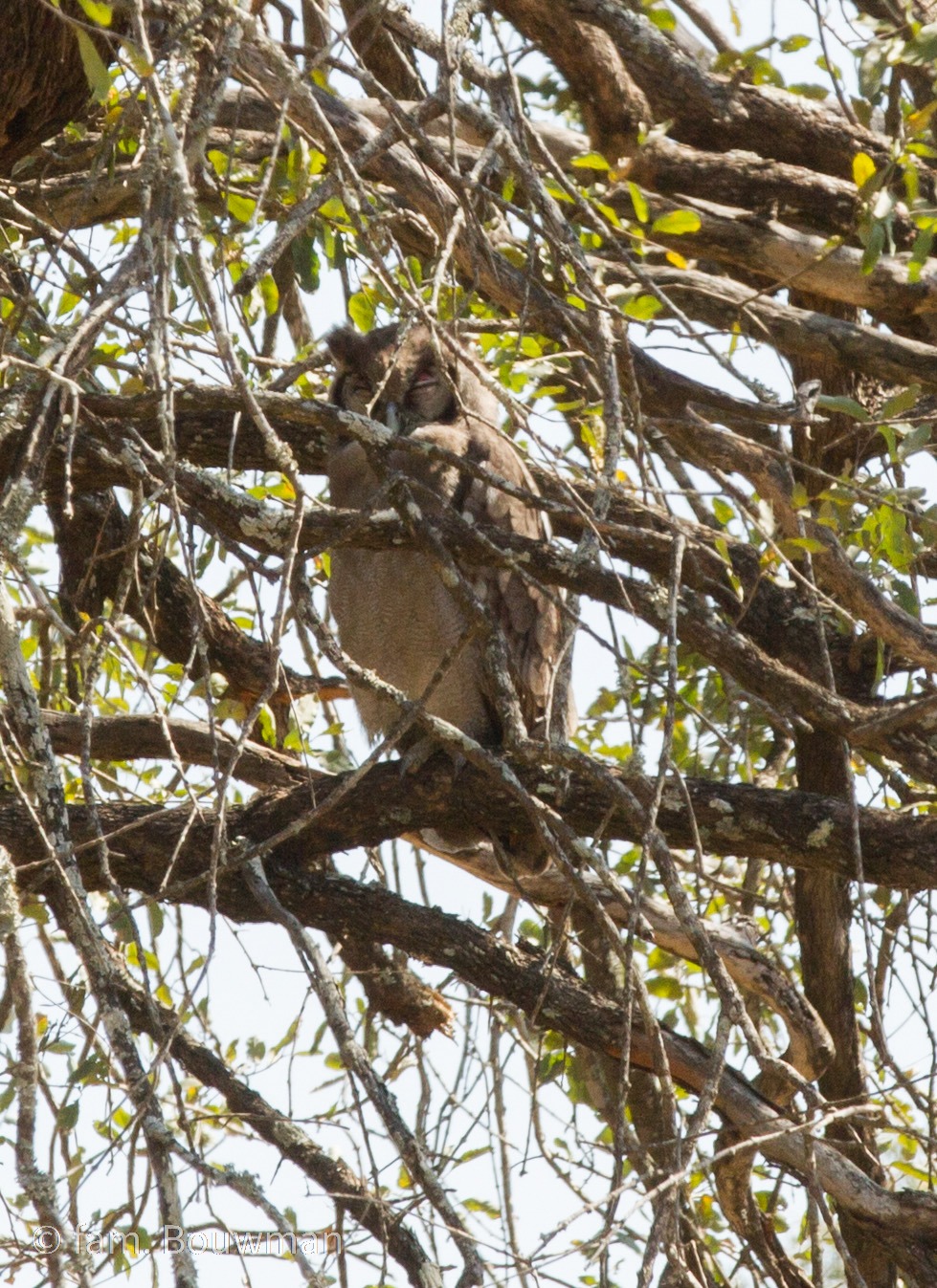 uil in Kruger