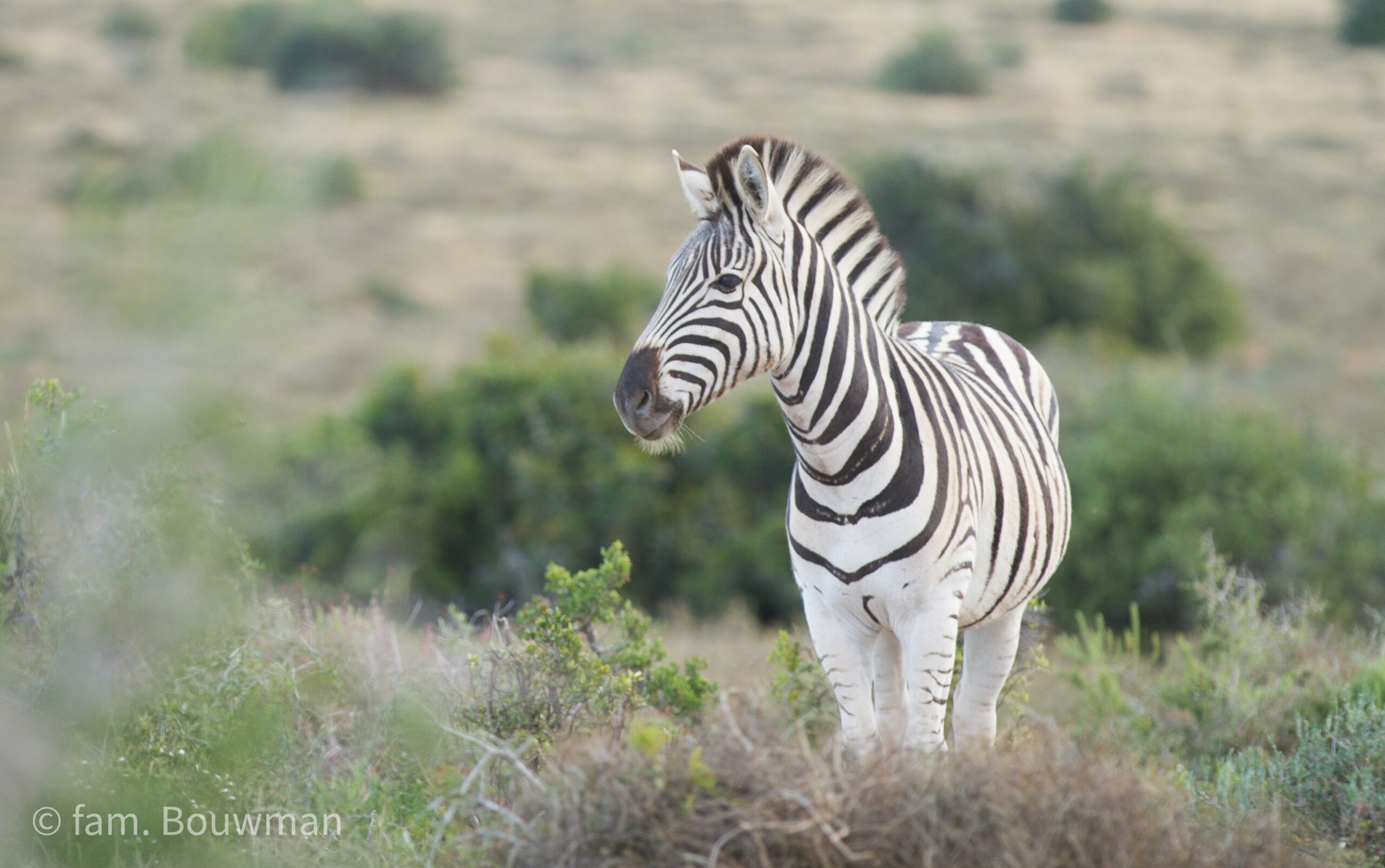 Zebra in Addo Elephant park