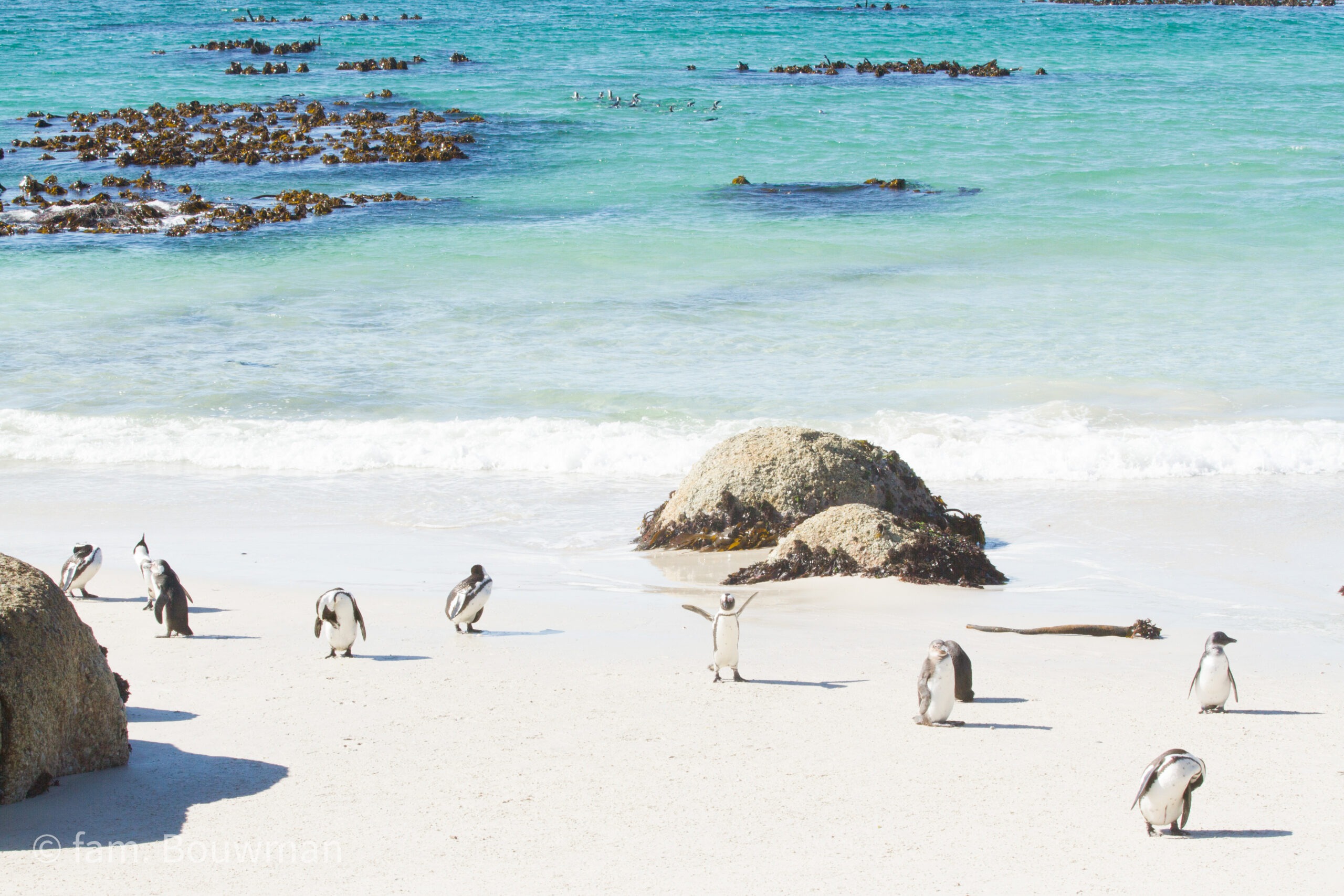 pinguins in Zuid-Afrika