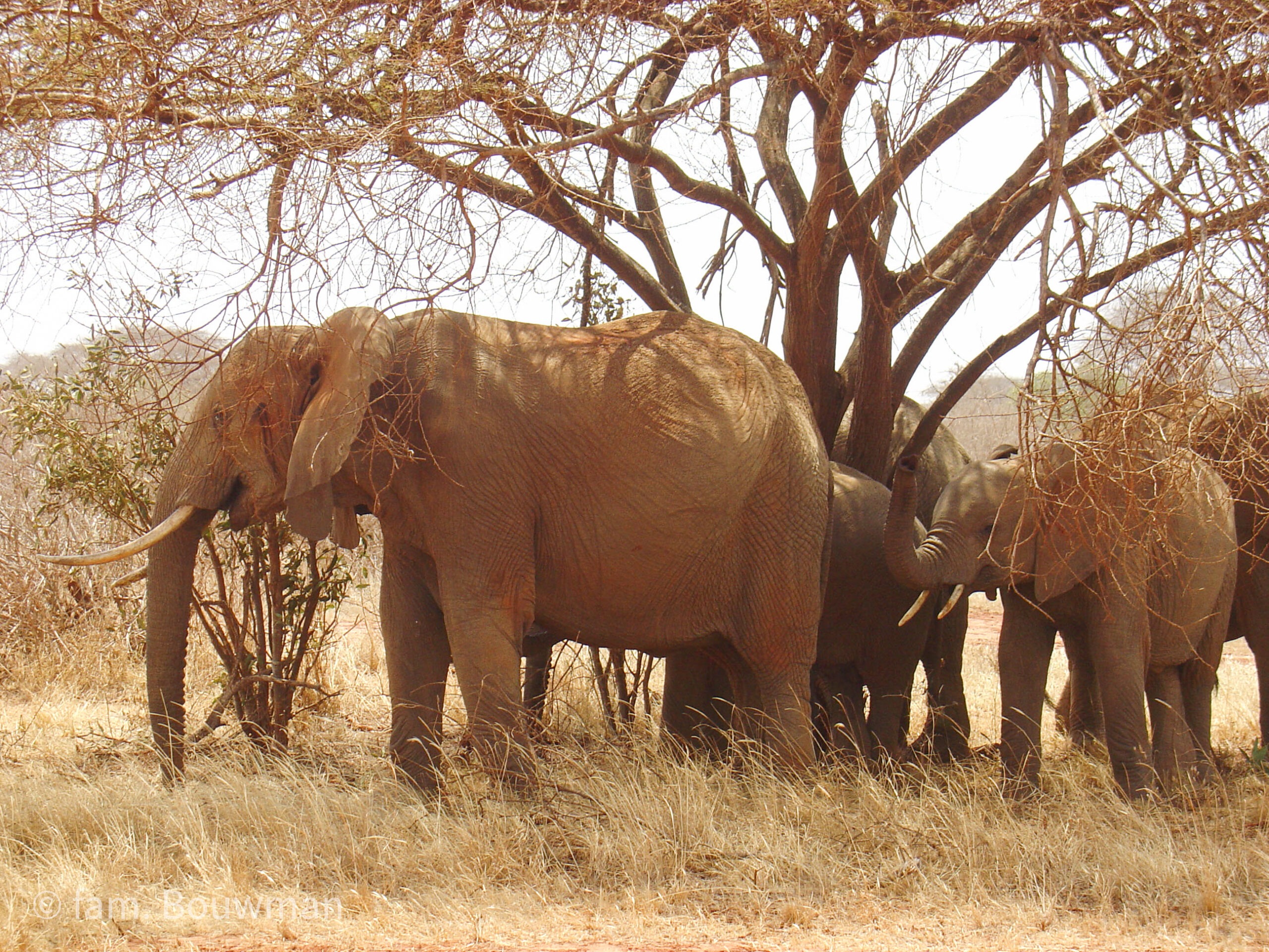 Olifanten in Kenia