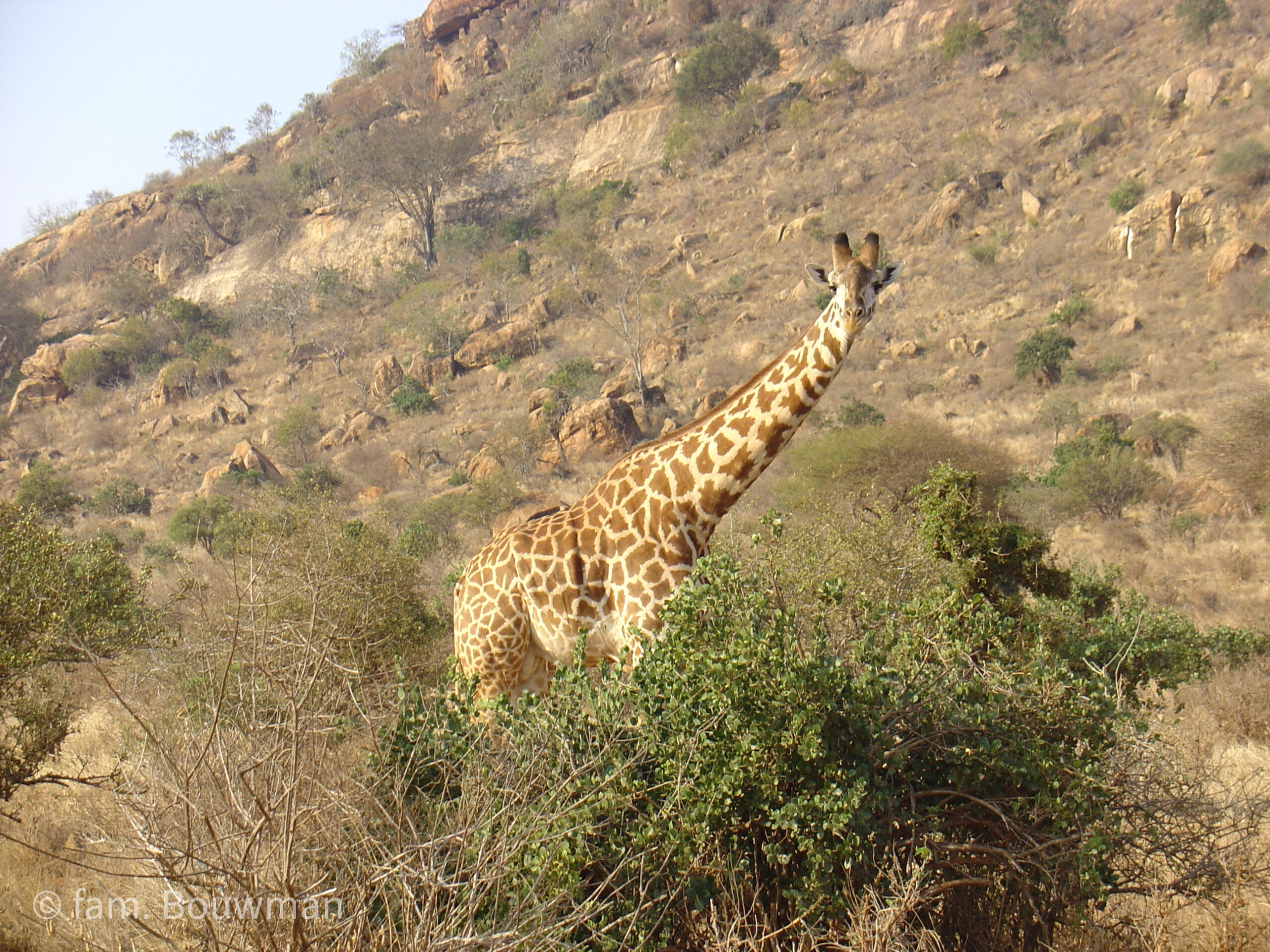 Giraf in Kenia