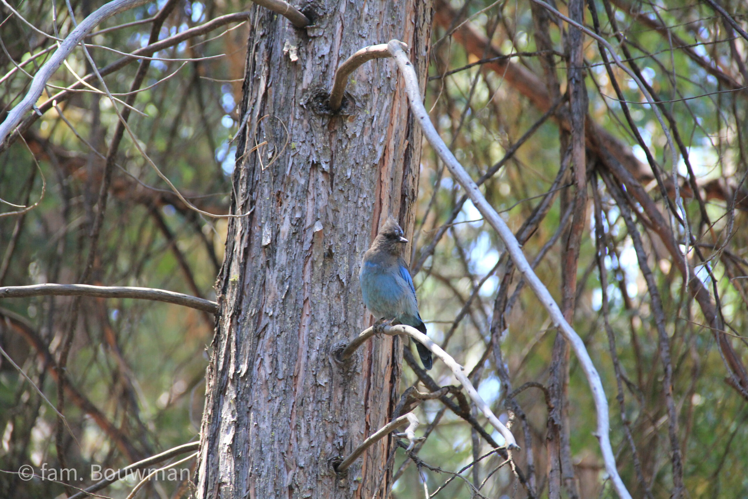 vogel in Yosemite