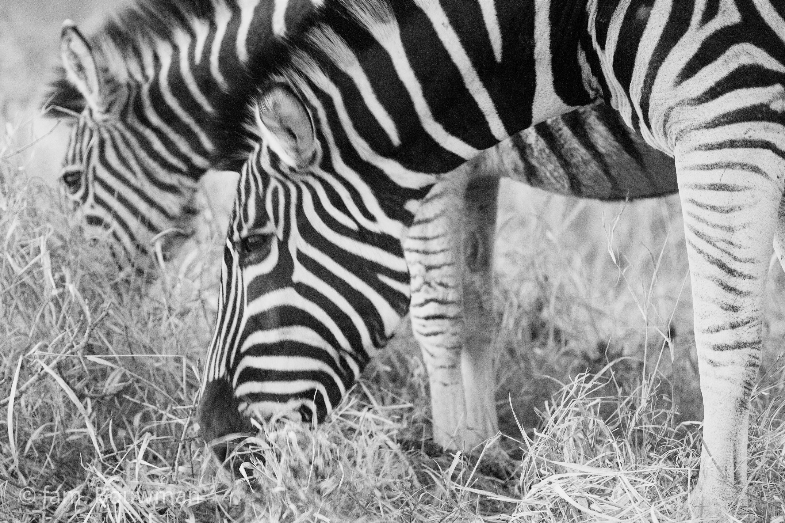 zebra in Addo Elephant Park