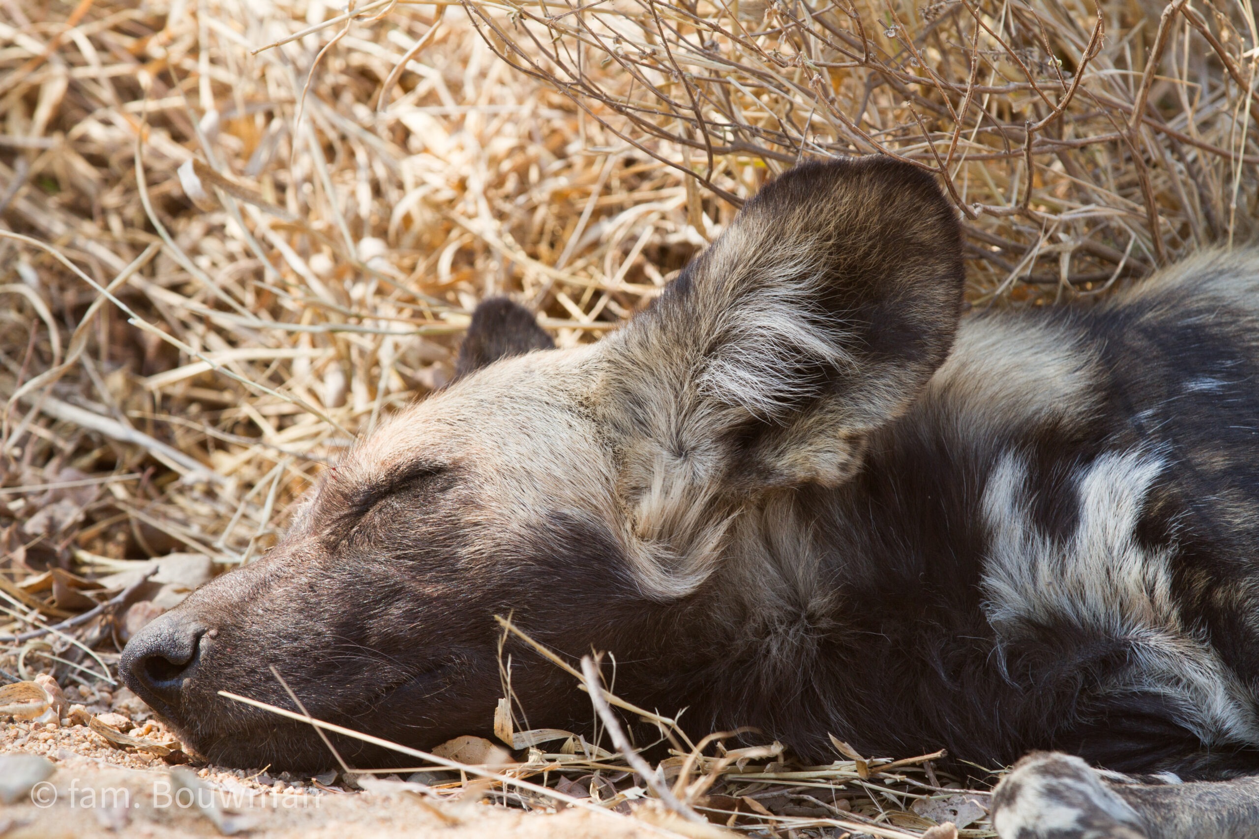 Wilde hond Kruger