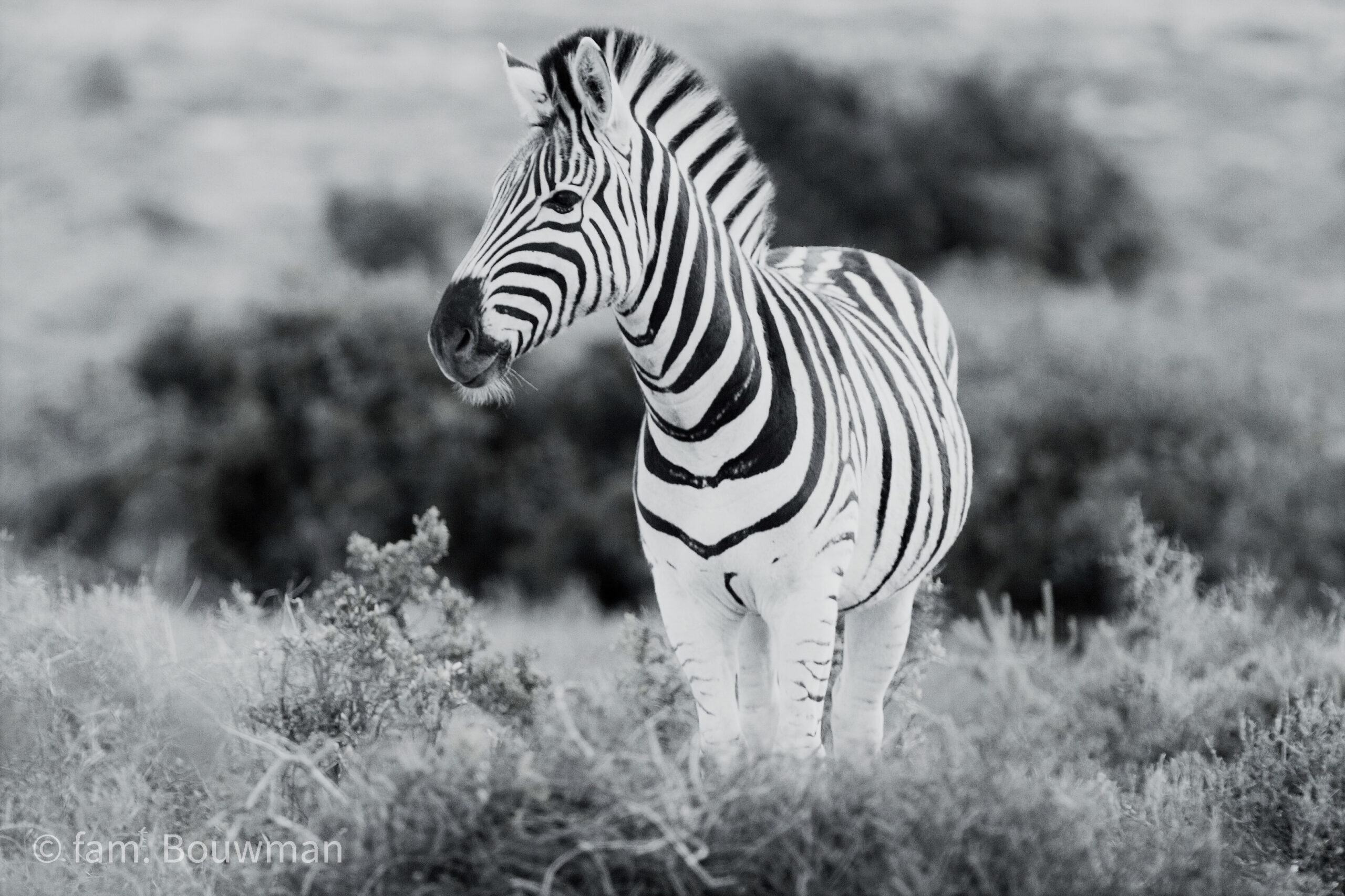 Zebra in Addo Elephant Park