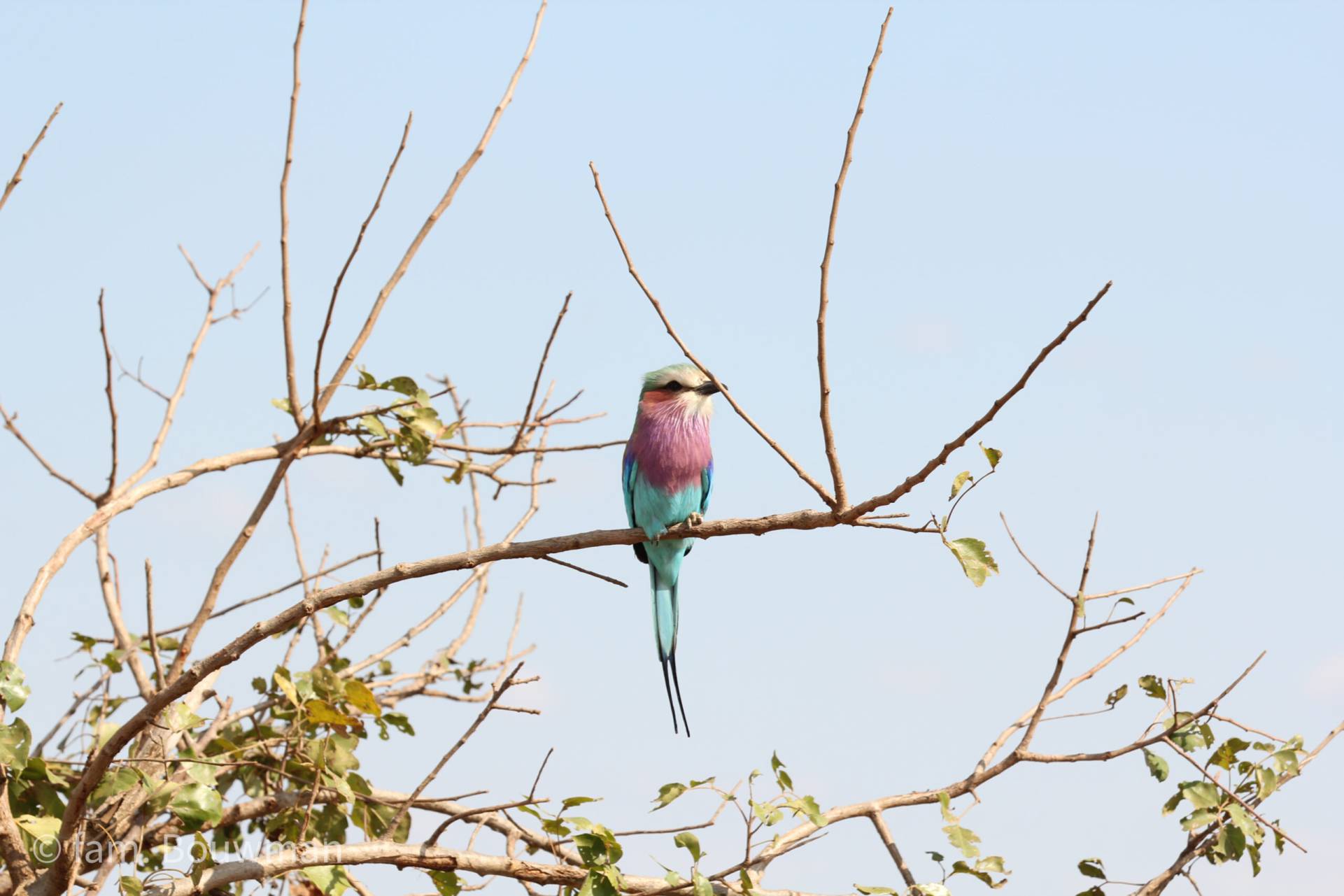 Vogel in Kruger